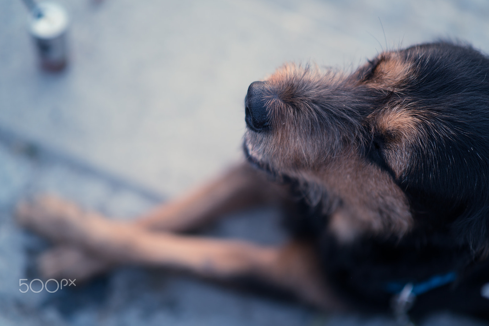 E 50mm F1.4 sample photo. Relaxing dog photography