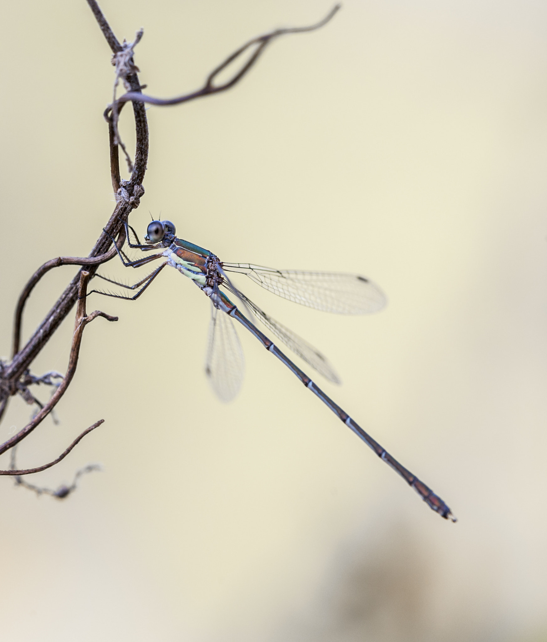Sigma APO Macro 180mm F3.5 EX DG HSM sample photo. Diablillo photography