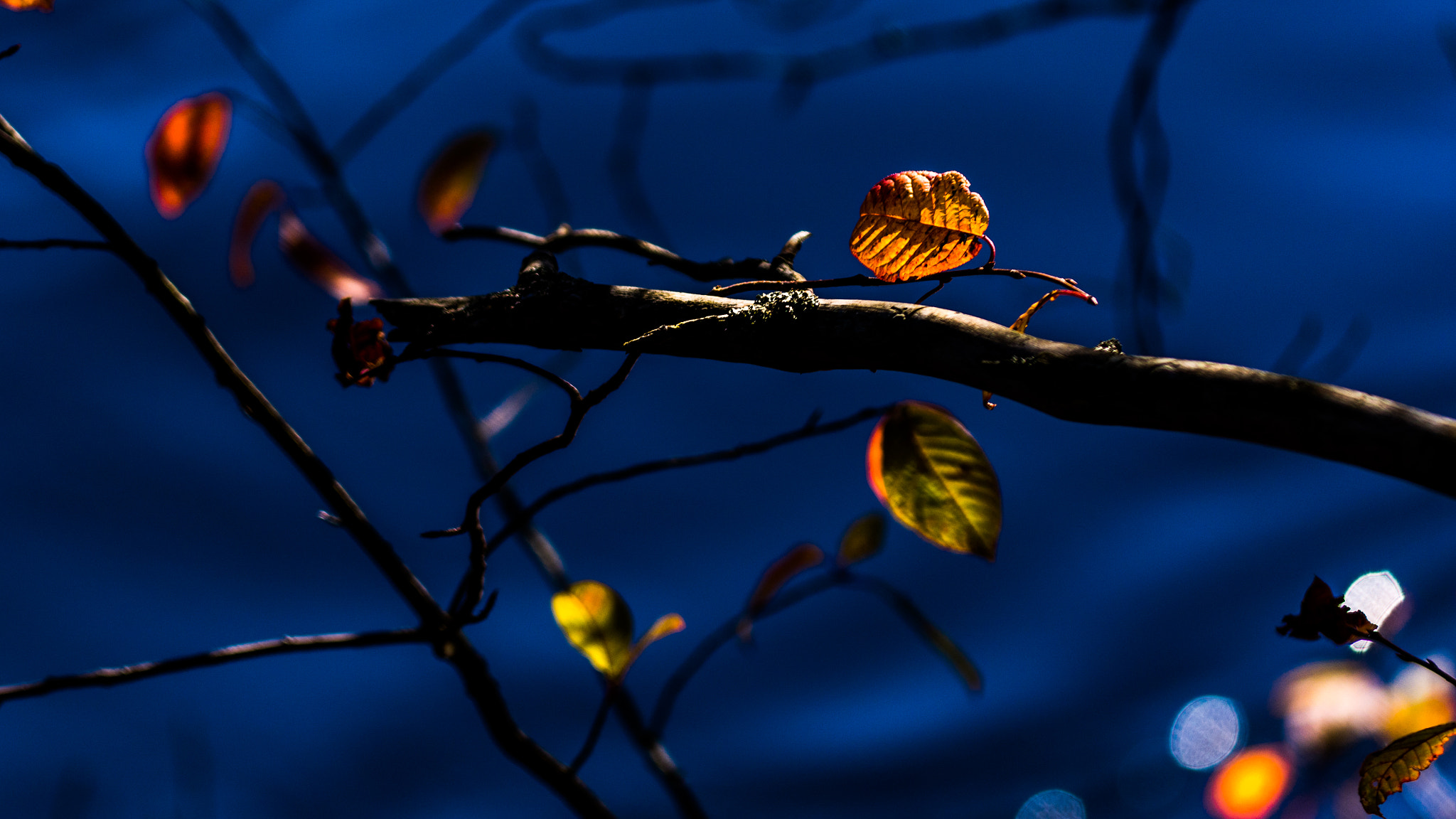 Sigma 150mm F2.8 EX DG Macro HSM sample photo. Palette photography