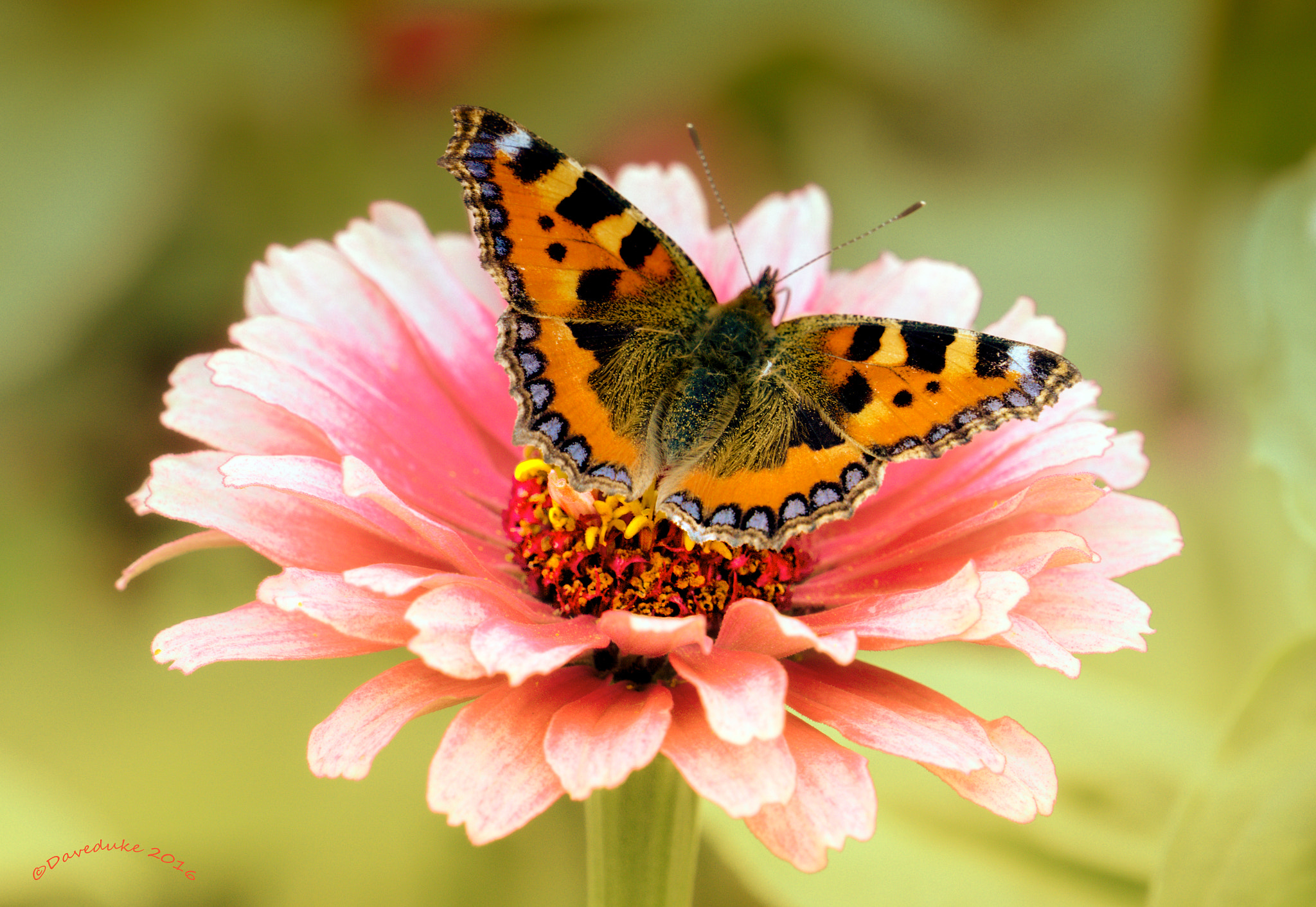 Sony FE 70-300mm F4.5-5.6 G OSS sample photo. Small tortoiseshell butterfly. photography