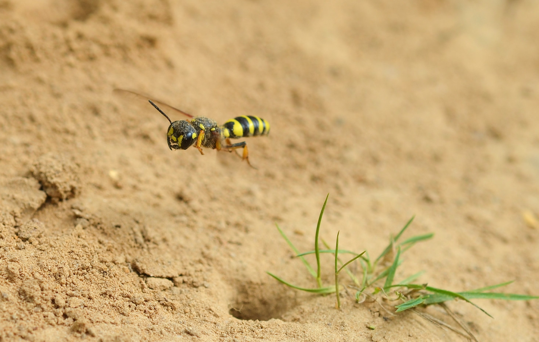 Nikon D5100 + Nikon AF Micro-Nikkor 60mm F2.8D sample photo. Sand tailed digger wasp photography