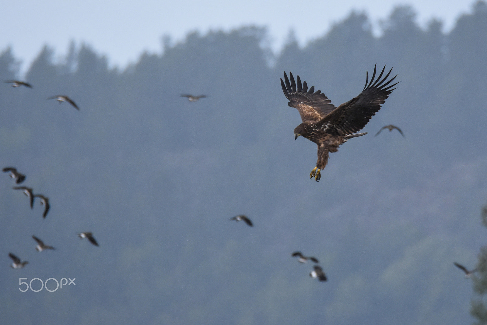 Tamron SP 150-600mm F5-6.3 Di VC USD sample photo. Sea eagle stretching photography