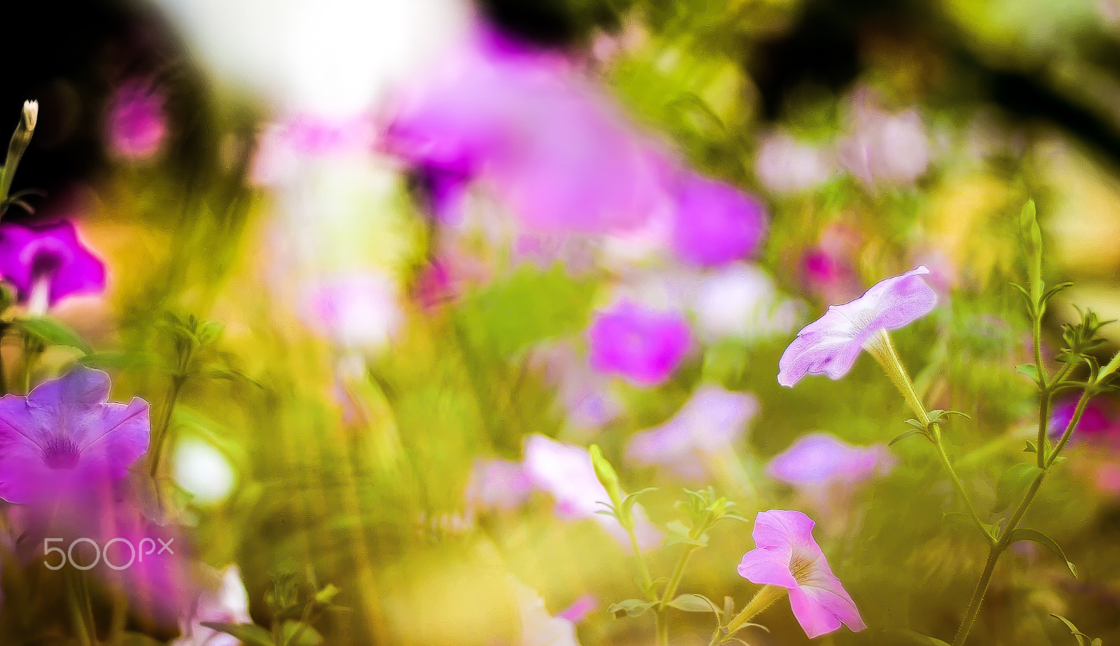 Nikon D300S + Nikon AF Nikkor 50mm F1.4D sample photo. Summer flower photography