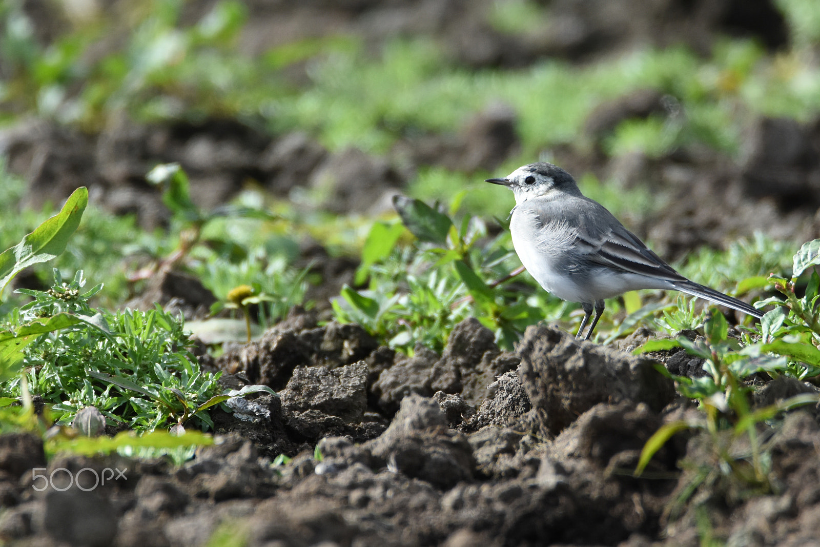 Tamron SP 150-600mm F5-6.3 Di VC USD sample photo. A wagtail pondering photography
