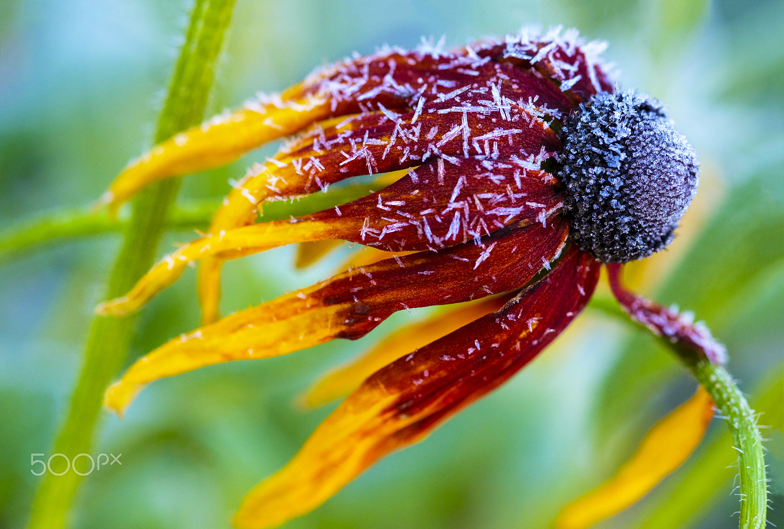 Fujifilm X-M1 + Fujifilm XF 60mm F2.4 R Macro sample photo. Frozen flower photography