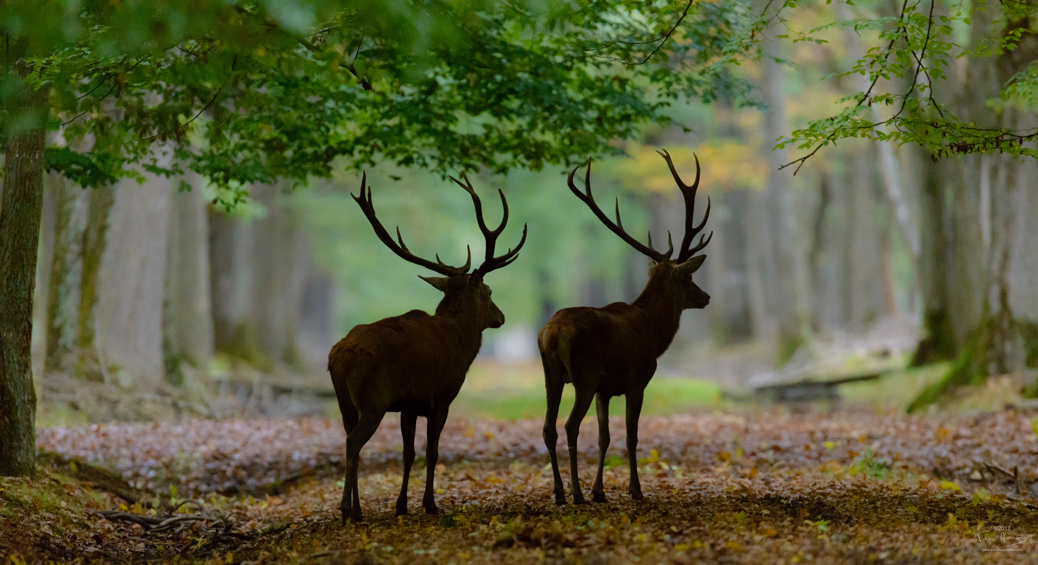 Nikon AF-S Nikkor 600mm F4D ED-IF II sample photo. Kings of forest photography