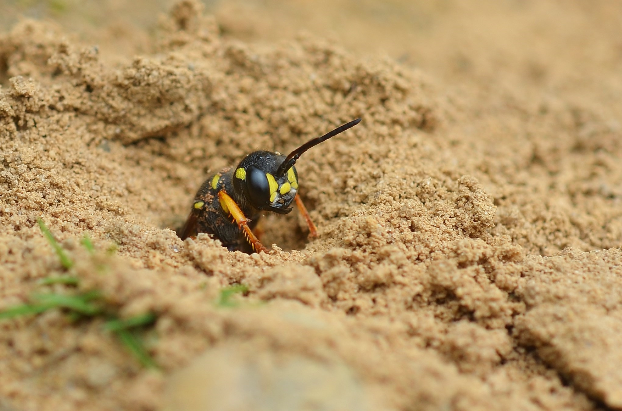 Nikon D5100 + Nikon AF Micro-Nikkor 60mm F2.8D sample photo. Sand tailed digger wasp photography