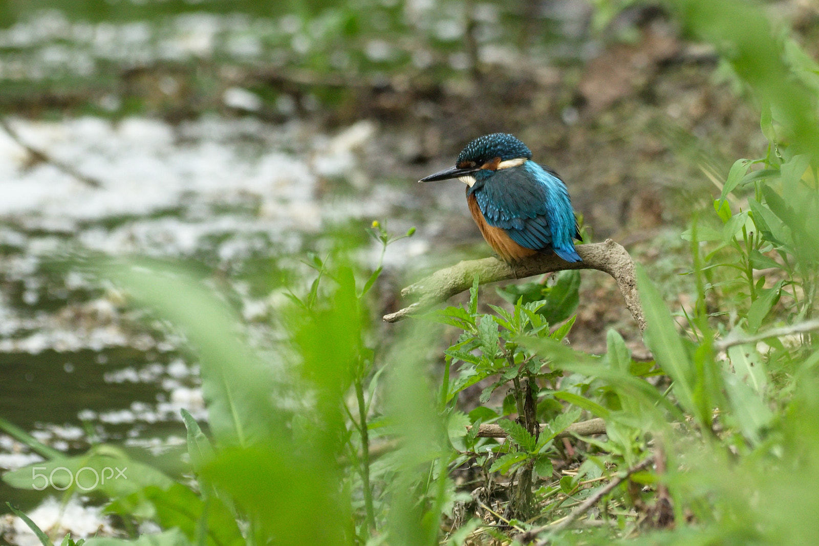 Sigma 150-500mm F5-6.3 DG OS HSM sample photo. Img photography