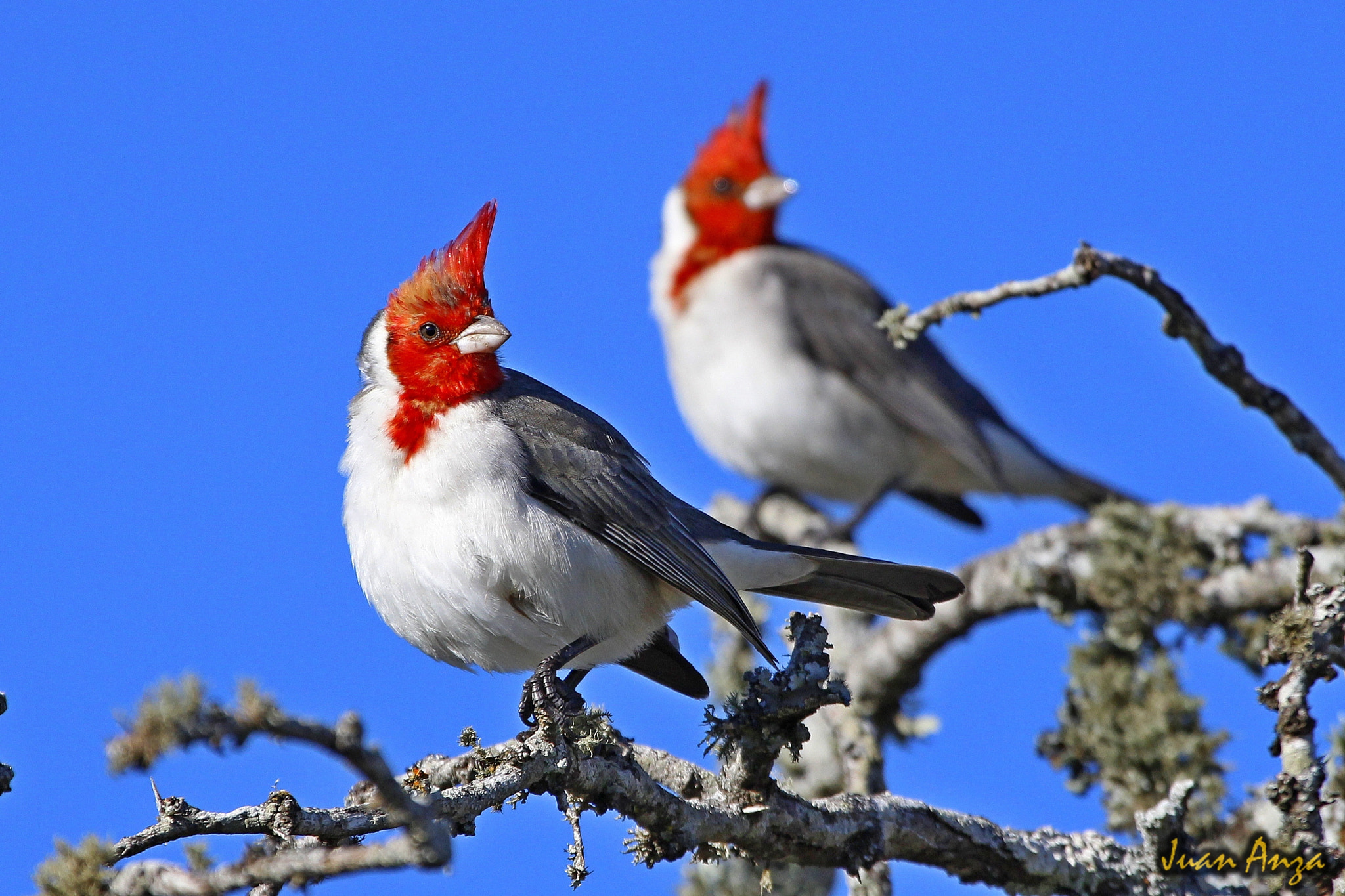 Canon EF 100-400mm F4.5-5.6L IS USM sample photo. Red-crested cardinal photography