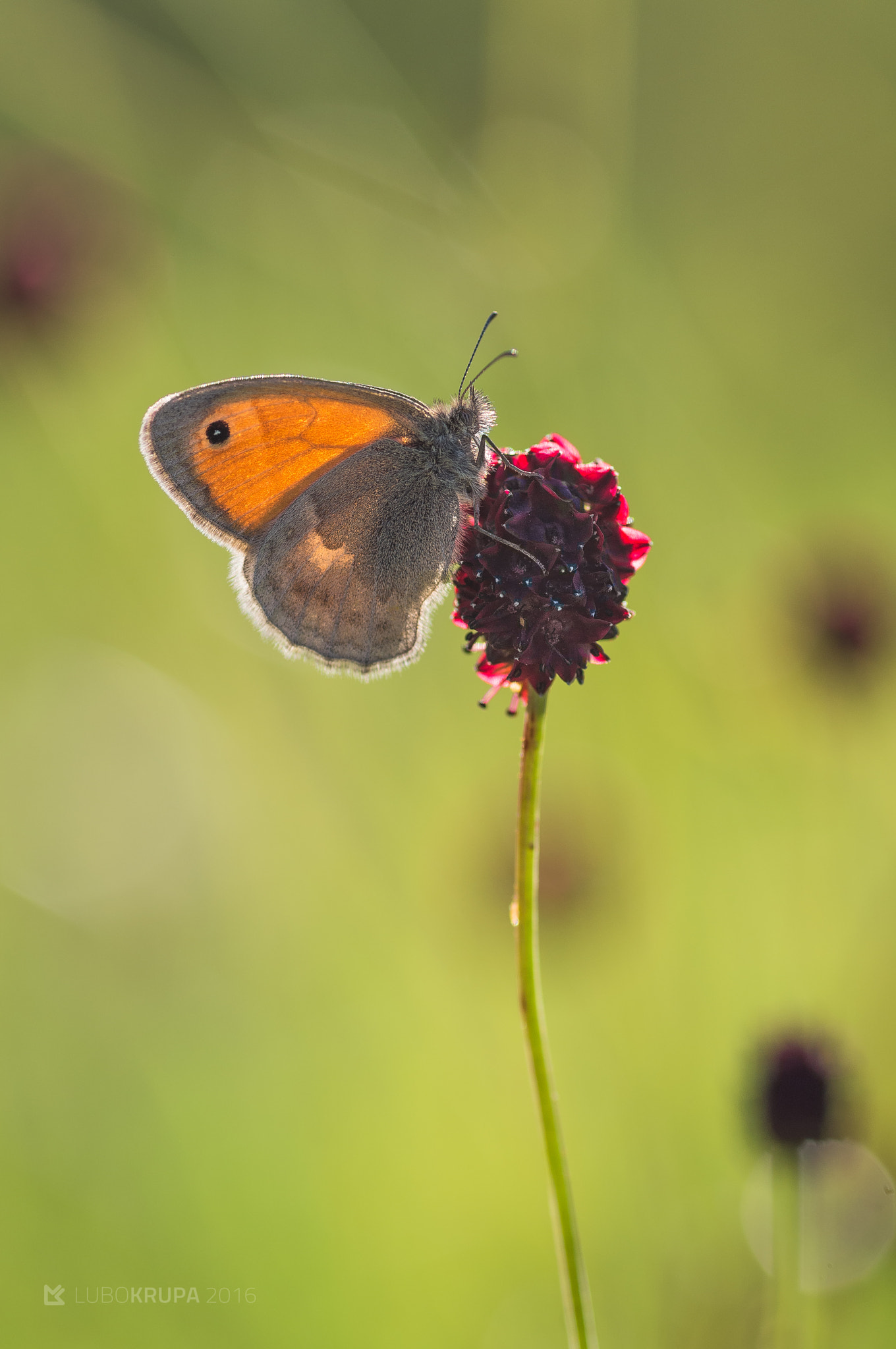 Pentax K-r sample photo. Coenonympha pamphilus photography