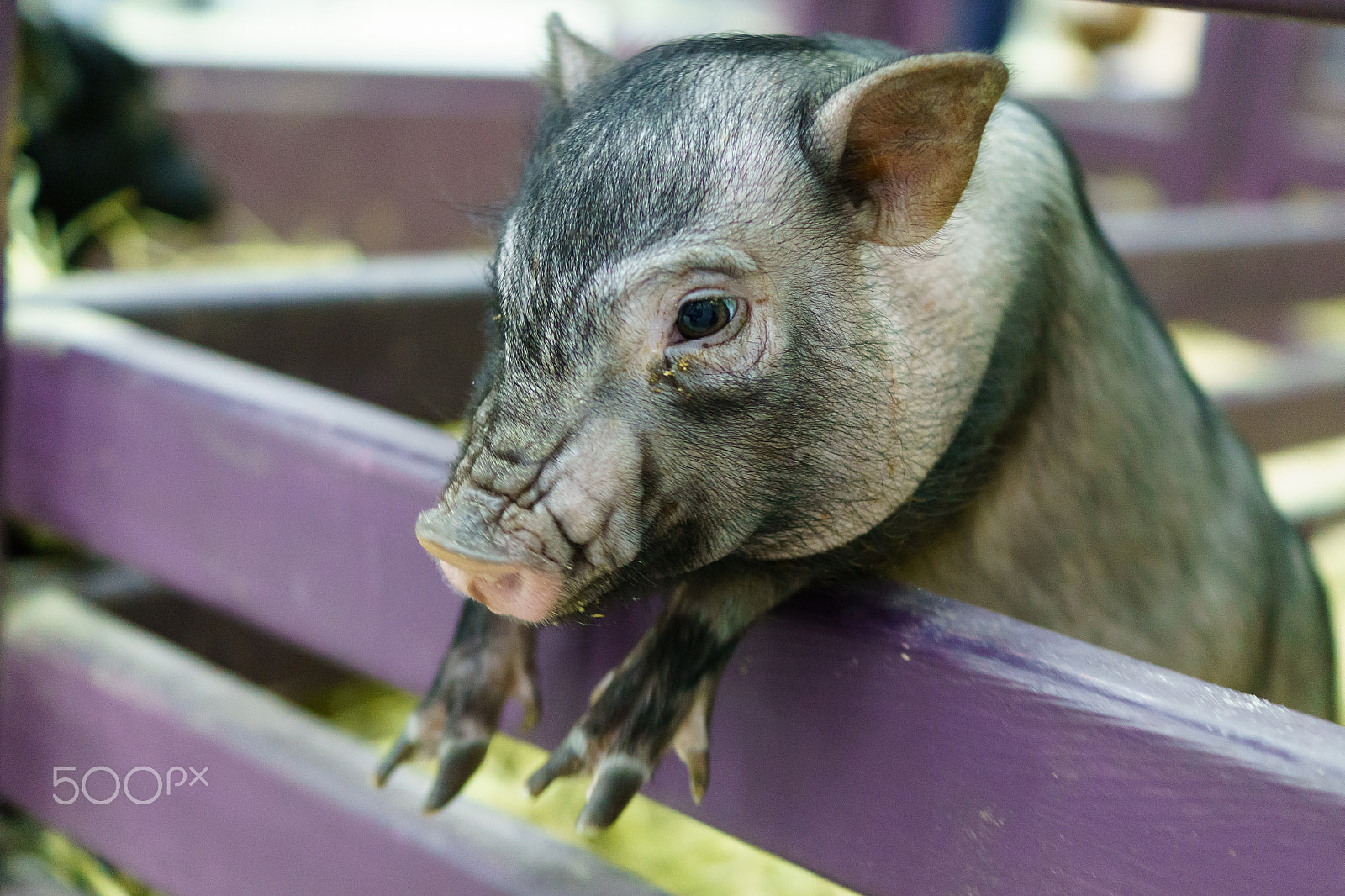 Sony ILCA-77M2 sample photo. Mini pig in a pen photography