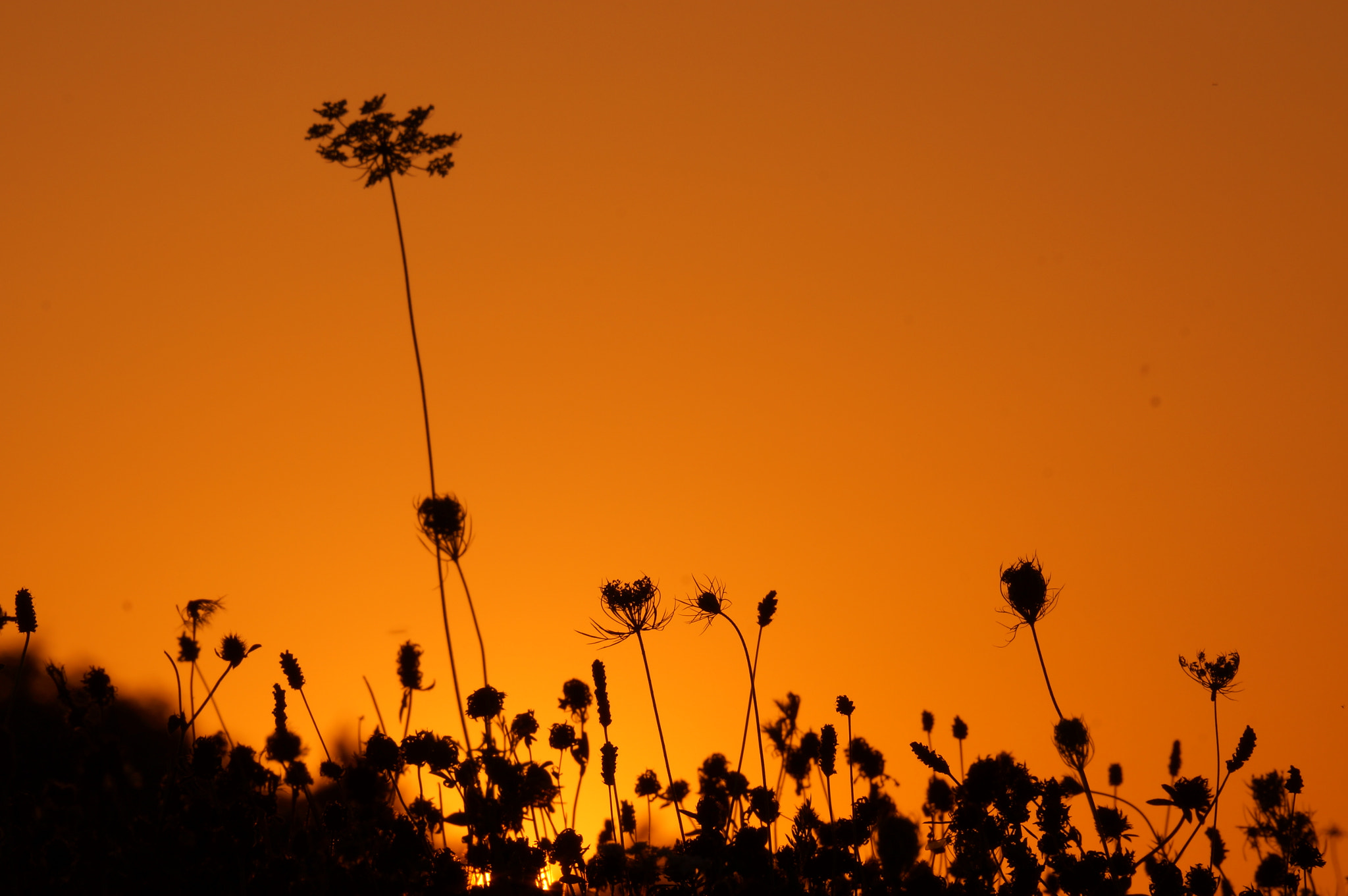 Sony SLT-A37 sample photo. Sunset2 photography