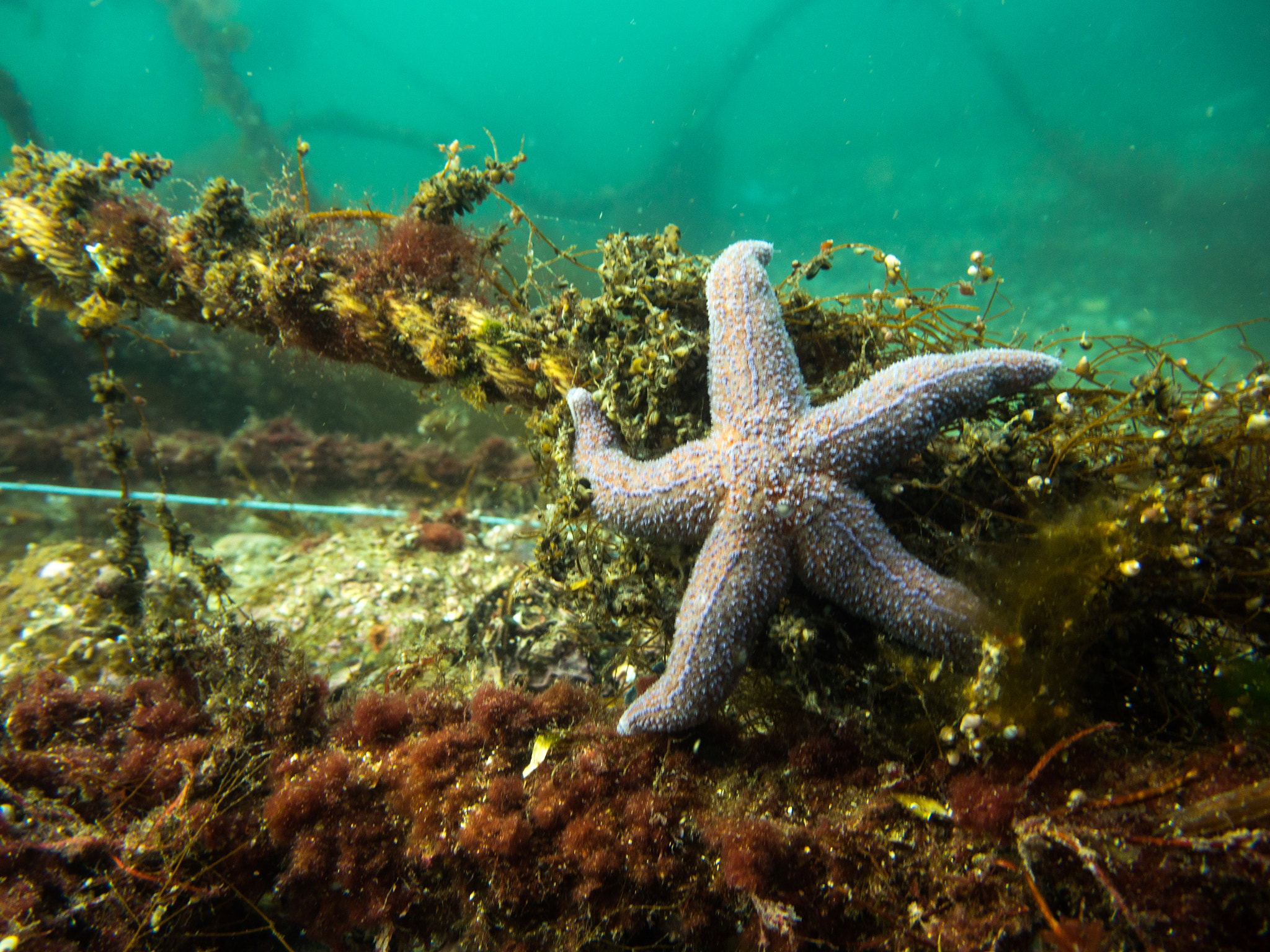 Olympus M.Zuiko Digital ED 14-42mm F3.5-5.6 EZ sample photo. Seastar knows the ropes photography
