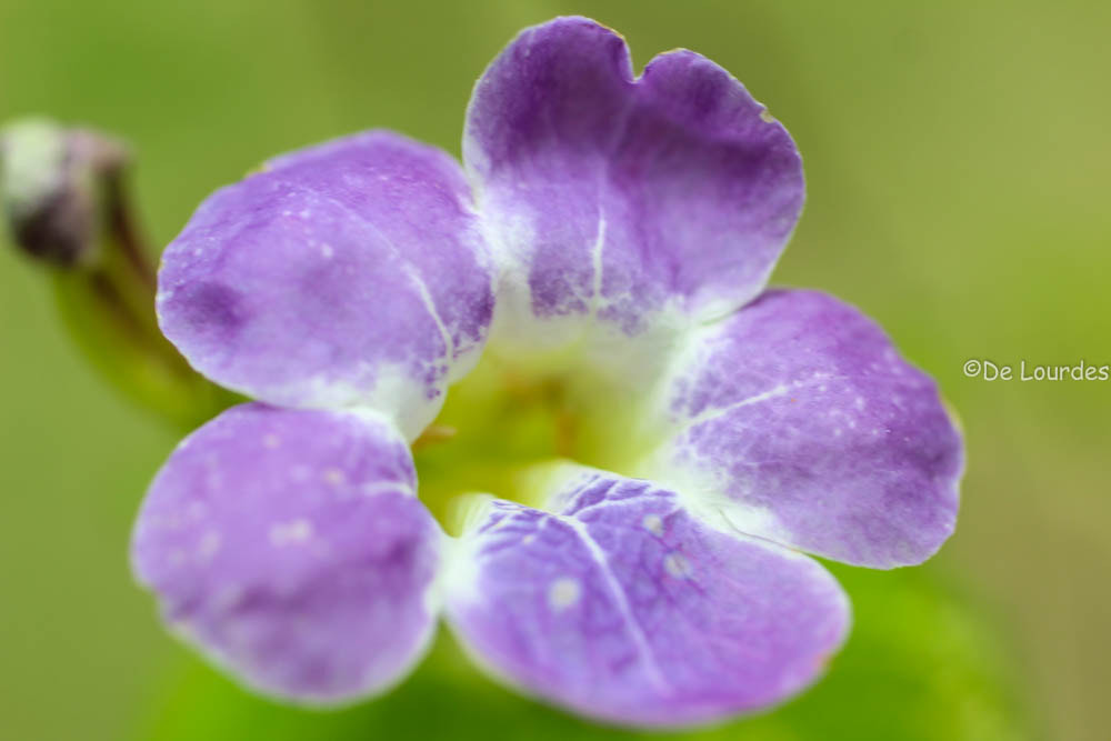Canon EF 50mm F2.5 Macro sample photo. Flores photography