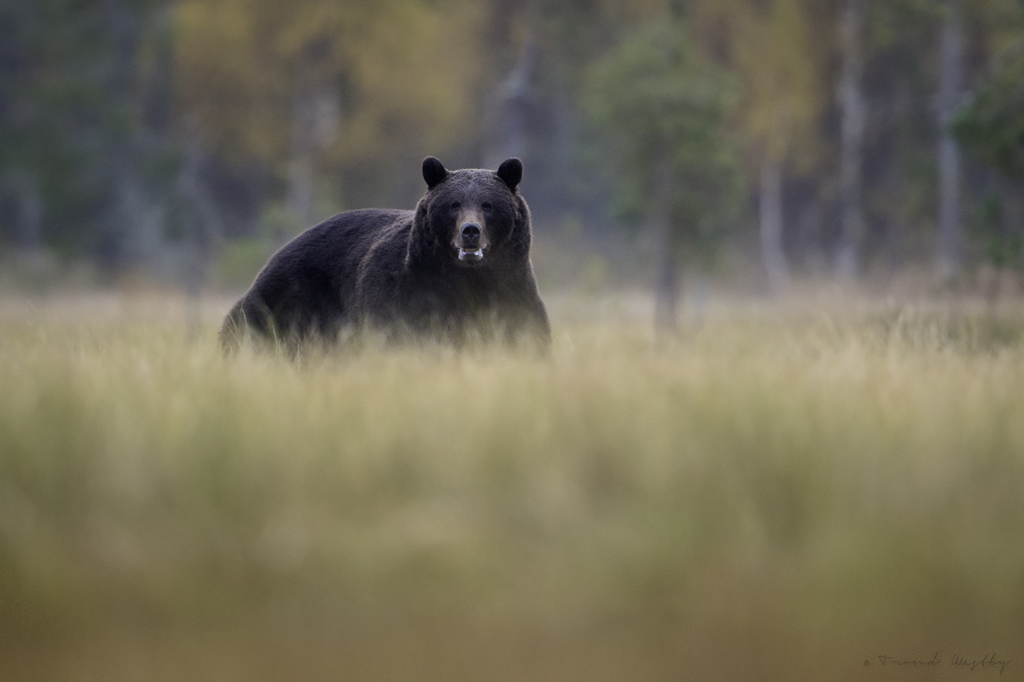 Nikon D4S + Nikon AF-S Nikkor 600mm F4G ED VR sample photo. Brownbear photography