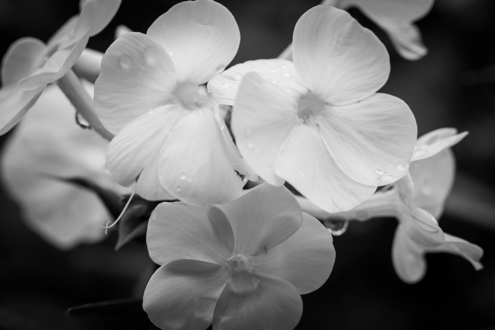 Canon EOS 760D (EOS Rebel T6s / EOS 8000D) sample photo. Thre white flowers mono photography