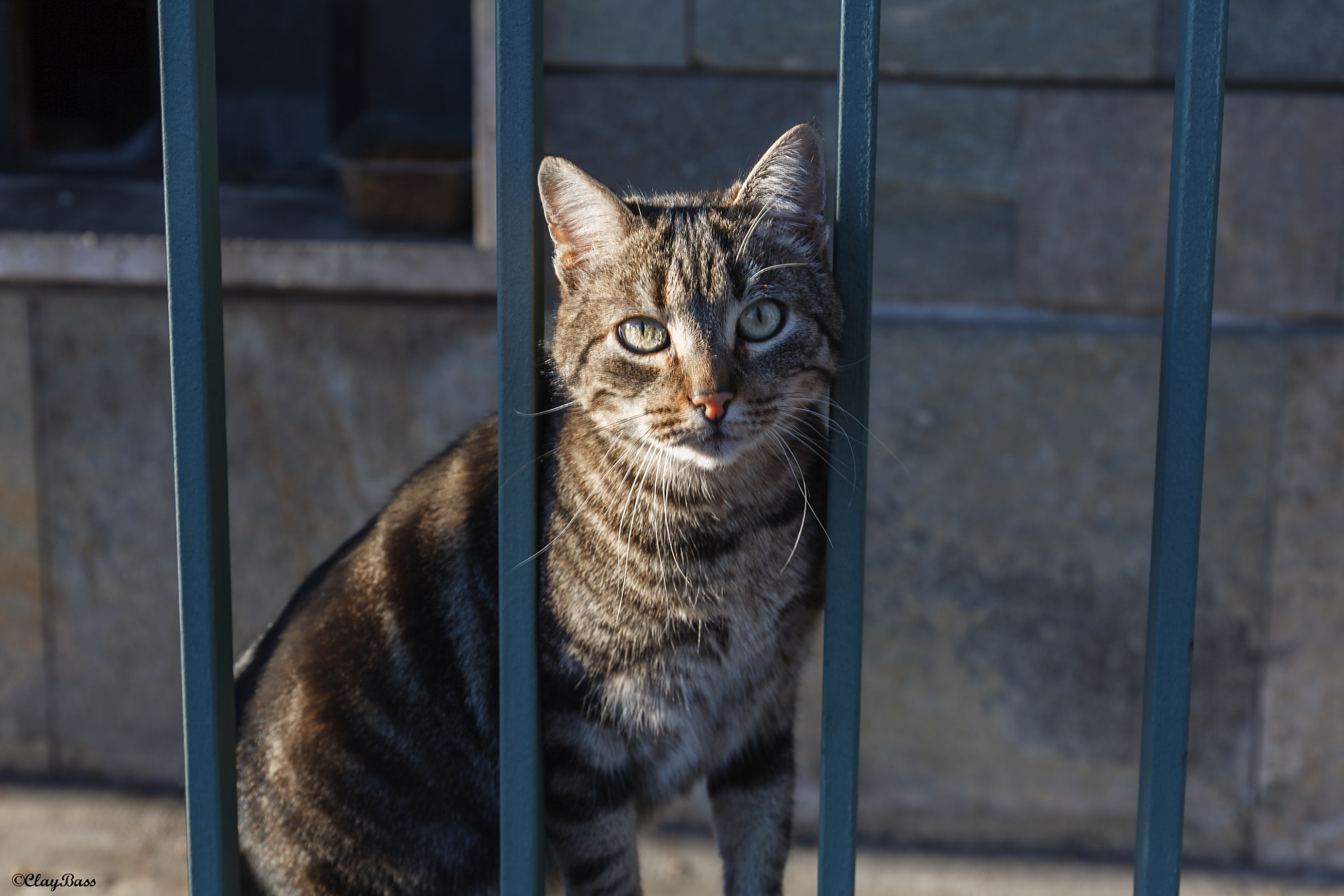 Canon EF 24-105mm F3.5-5.6 IS STM sample photo. Il gatto tra le sbarre photography