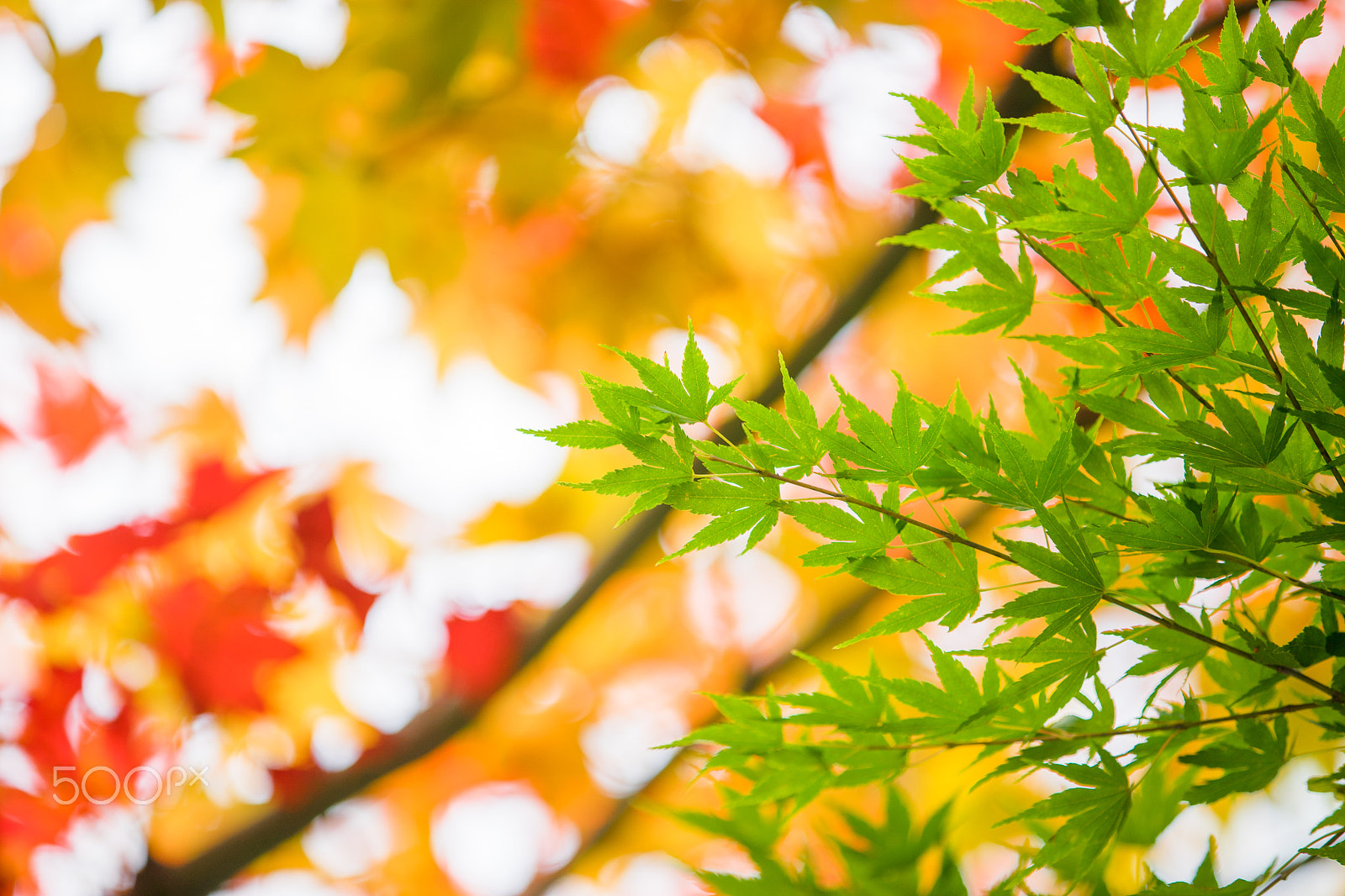 Sony a7 II sample photo. Autumn leaf background turning color from green to red photography
