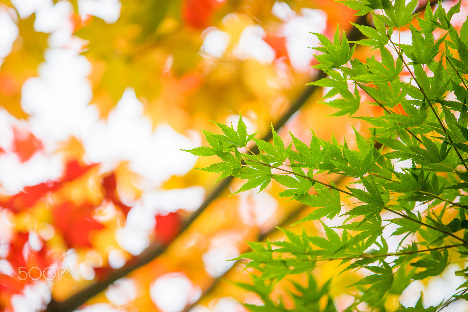 Canon EF 70-200mm F2.8L IS II USM sample photo. Autumn leaf background turning color from green to red photography