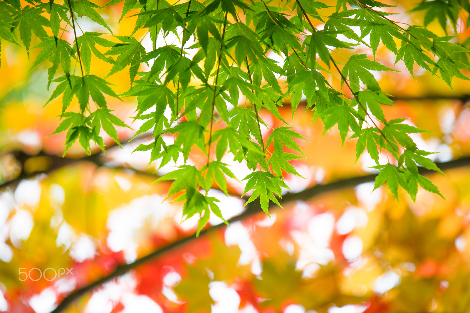 Canon EF 70-200mm F2.8L IS II USM sample photo. Autumn leaf background turning color from green to red photography