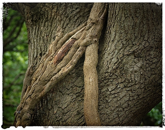 Canon EF 70-200mm F4L USM sample photo. Hand photography