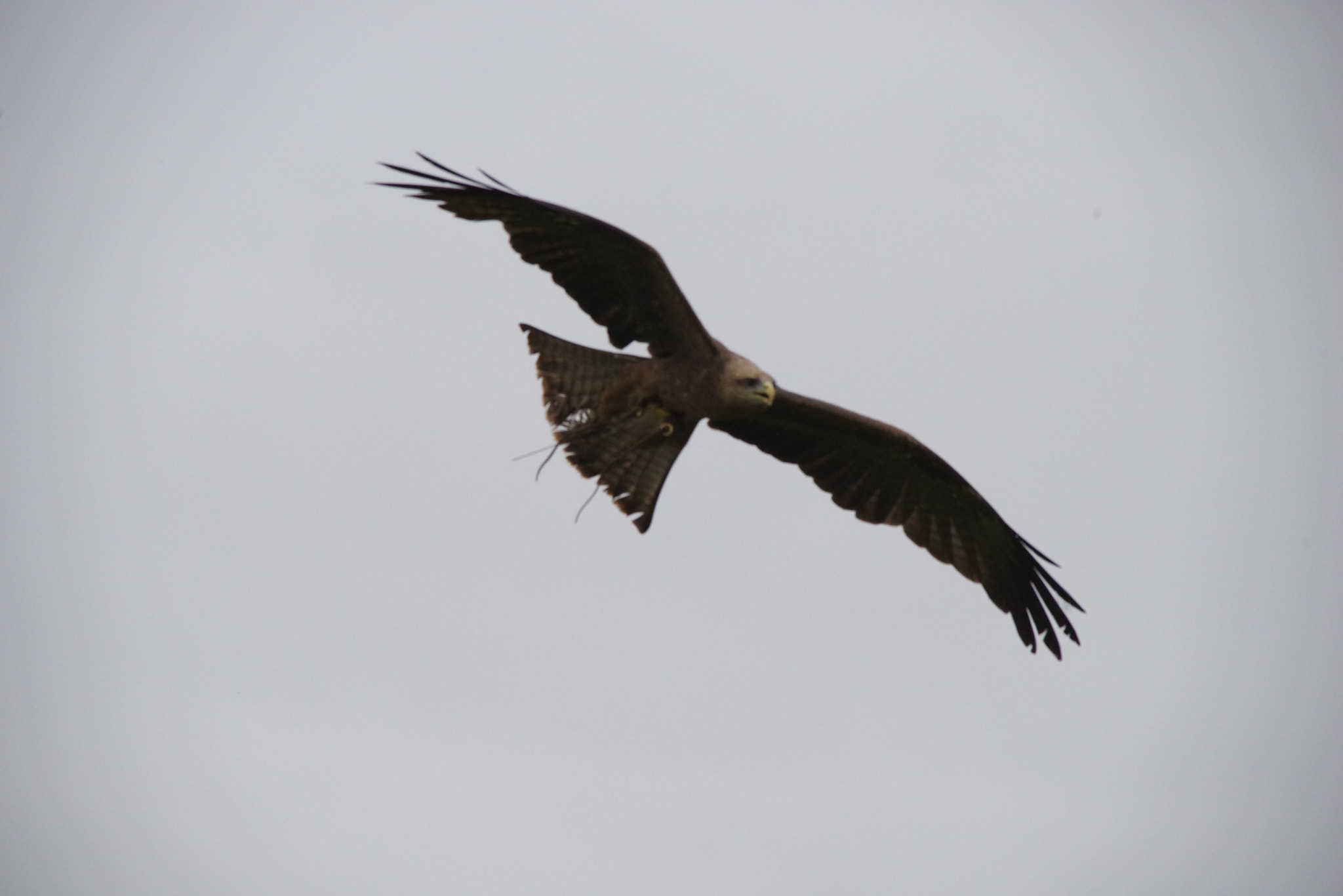 Sigma 150-500mm F5-6.3 DG OS HSM sample photo. K photography