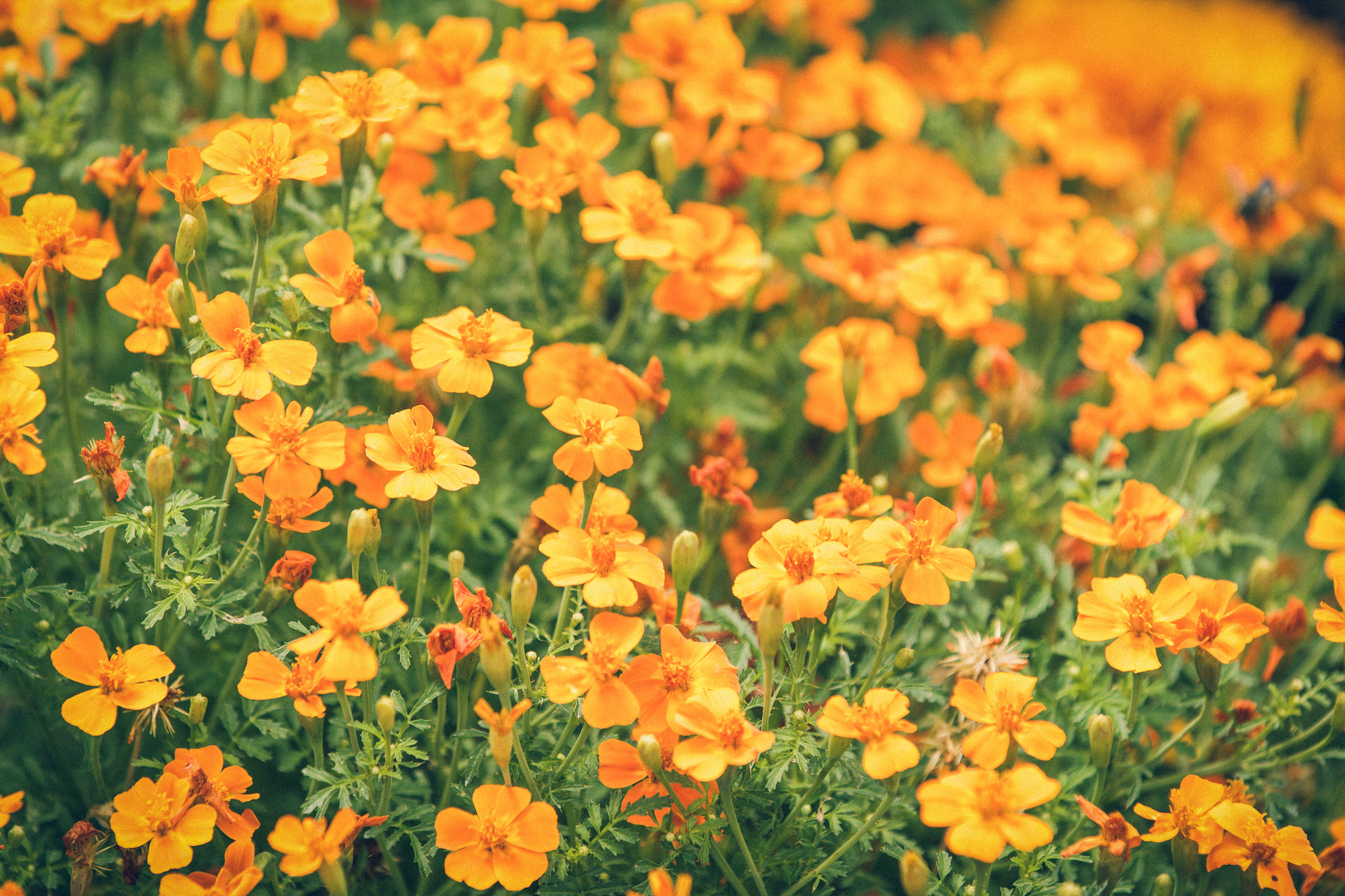Canon EF 70-200mm F2.8L IS II USM sample photo. Orange photography