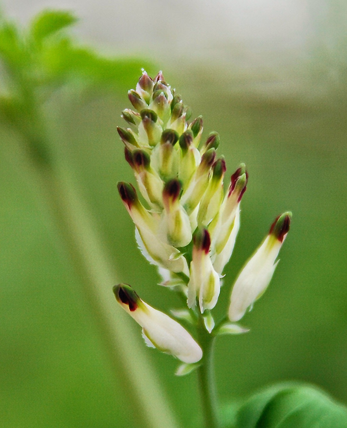 Nikon D60 sample photo. Flower on a green background photography