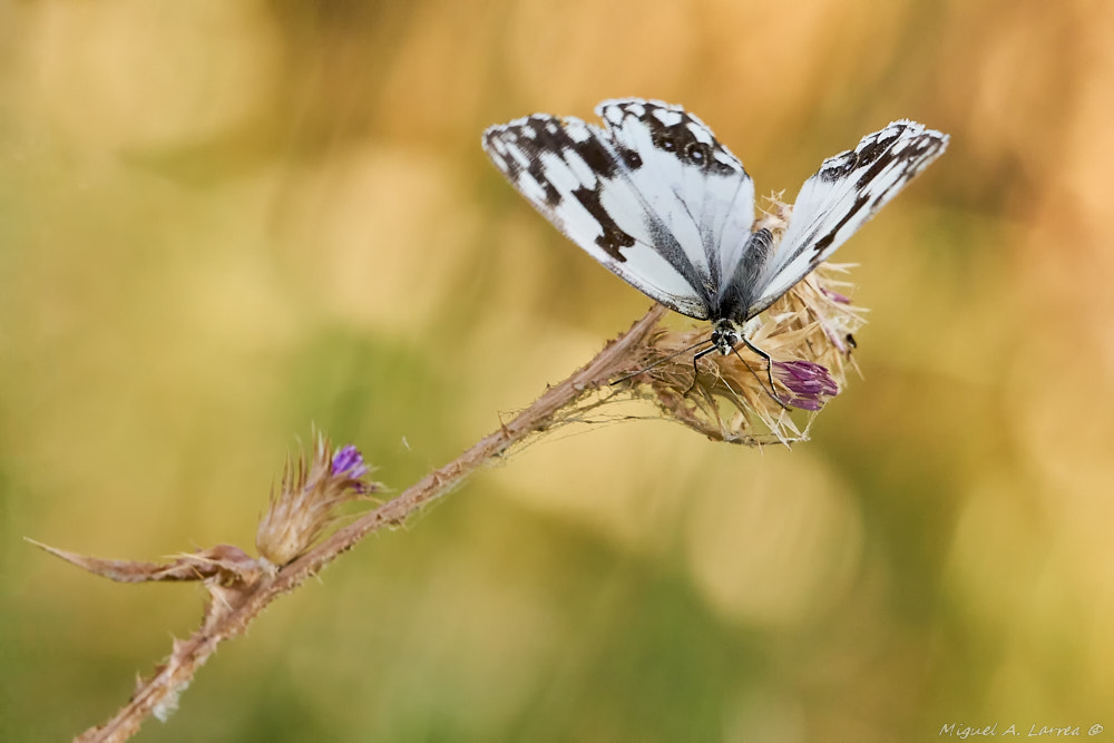 Sony ILCA-77M2 sample photo. Melanargia lachesis photography