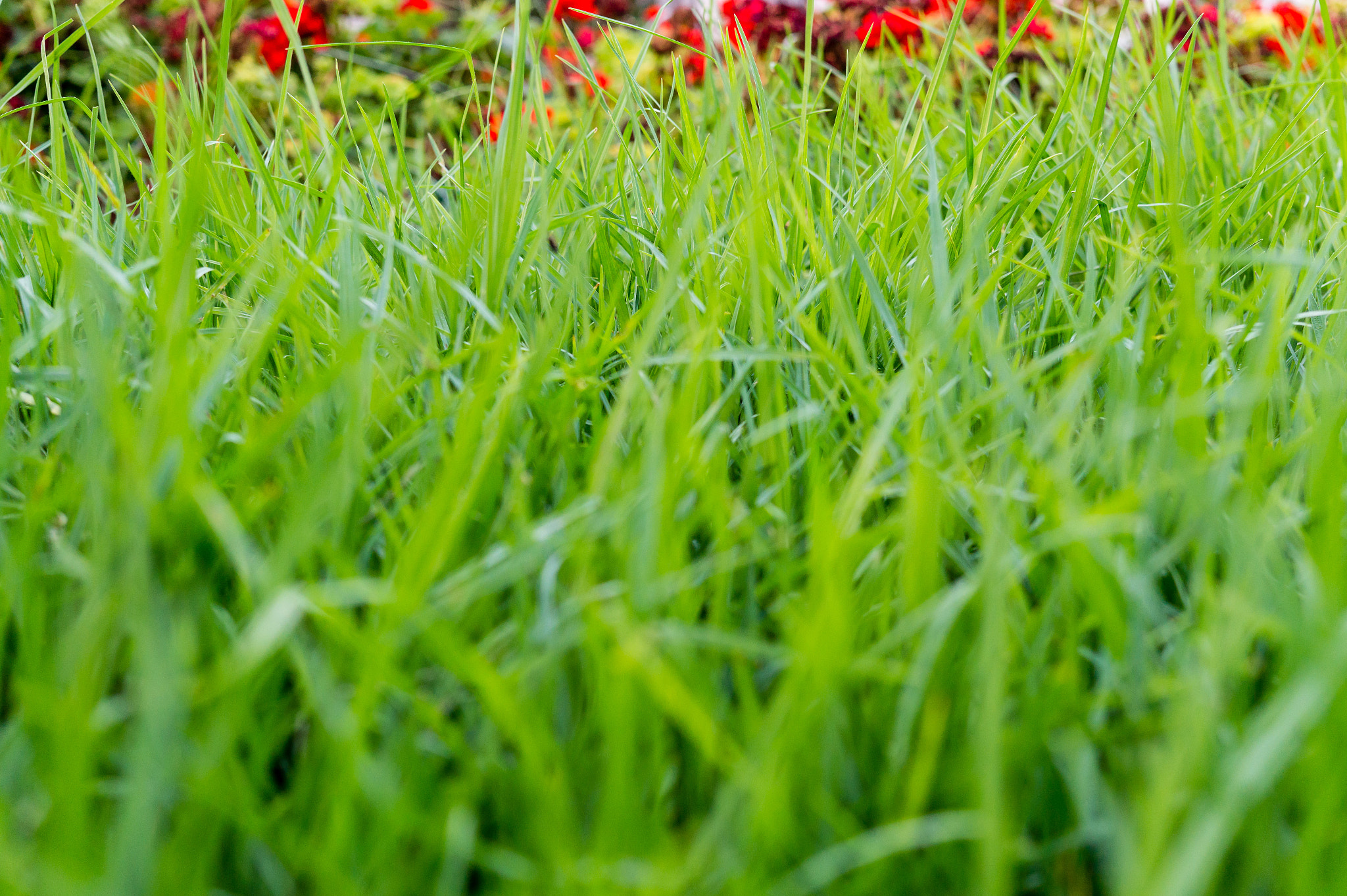 Sony Alpha a5000 (ILCE 5000) + Sigma 30mm F2.8 EX DN sample photo. Green and red photography