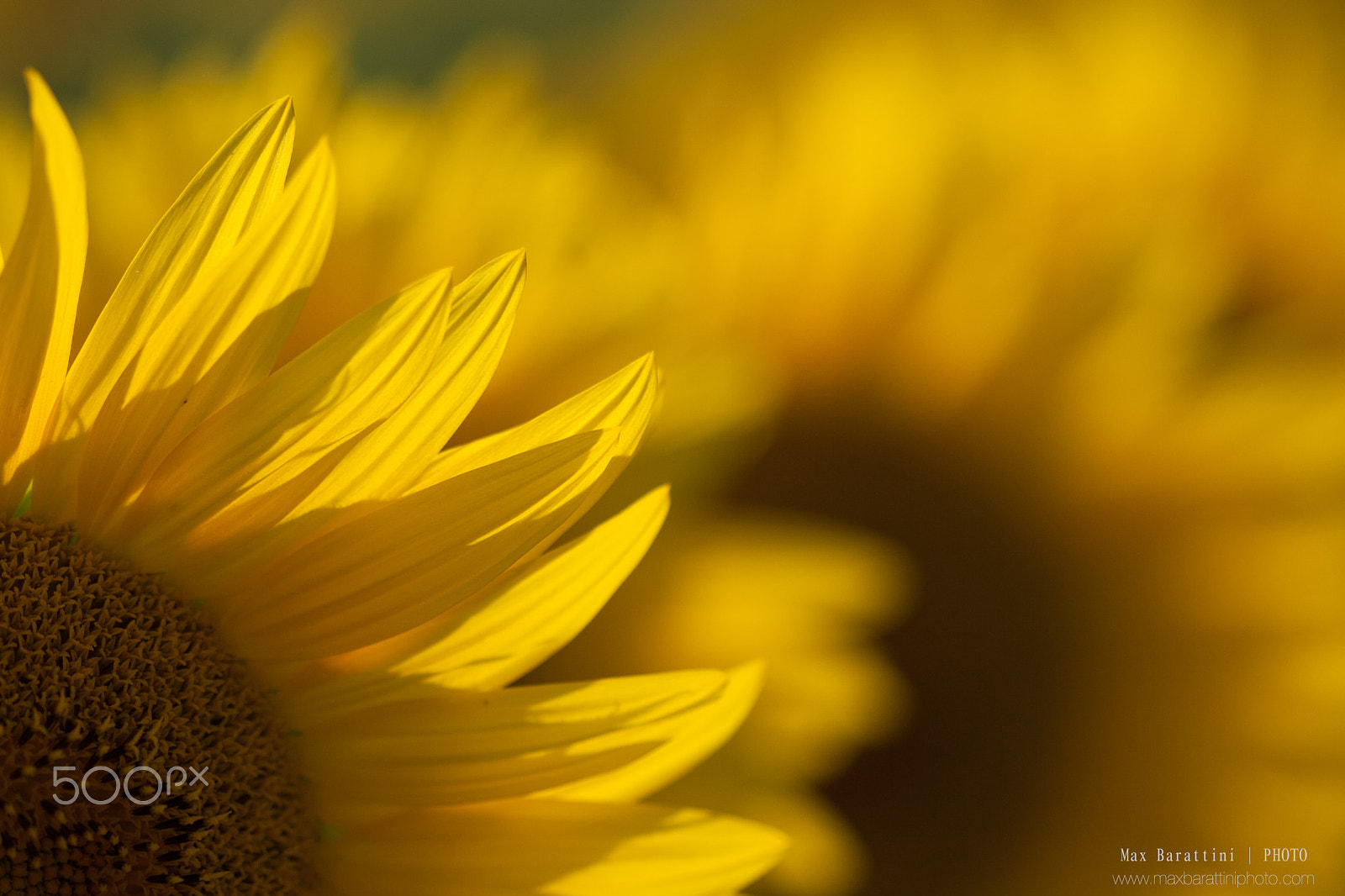 Canon EF 100mm F2.8 Macro USM sample photo. Sunflowers photography