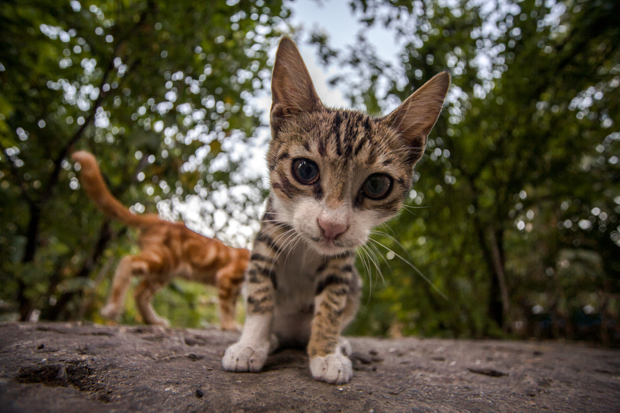 Canon EOS 5D + Sigma 15-30mm f/3.5-4.5 EX DG Aspherical sample photo. Little one photography