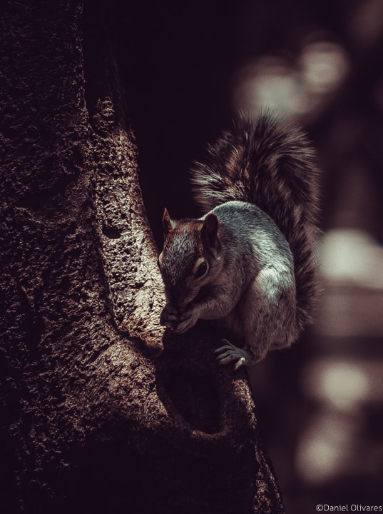 Nikon D5100 + AF Nikkor 70-210mm f/4-5.6 sample photo. Chipmunk photography