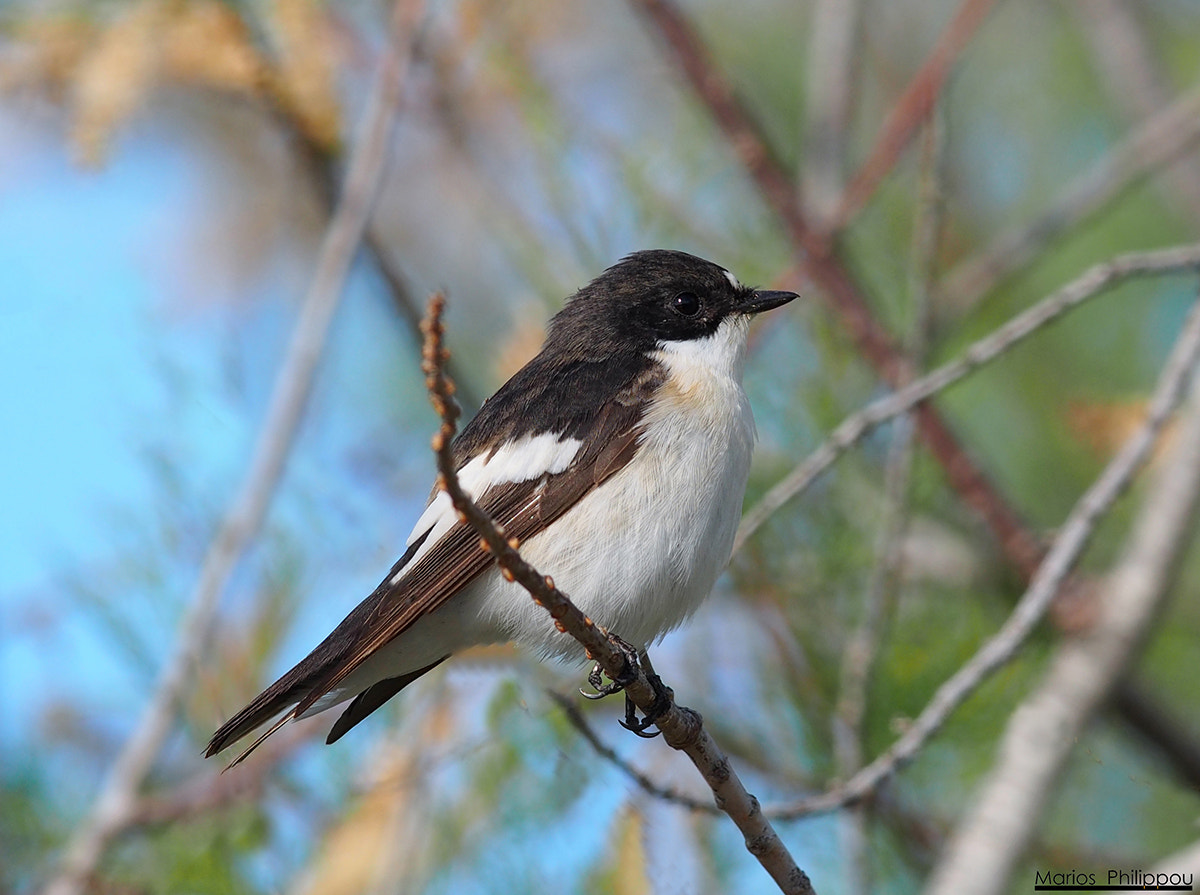 Olympus OM-D E-M5 + OLYMPUS 300mm Lens sample photo. European pied flycatcher photography