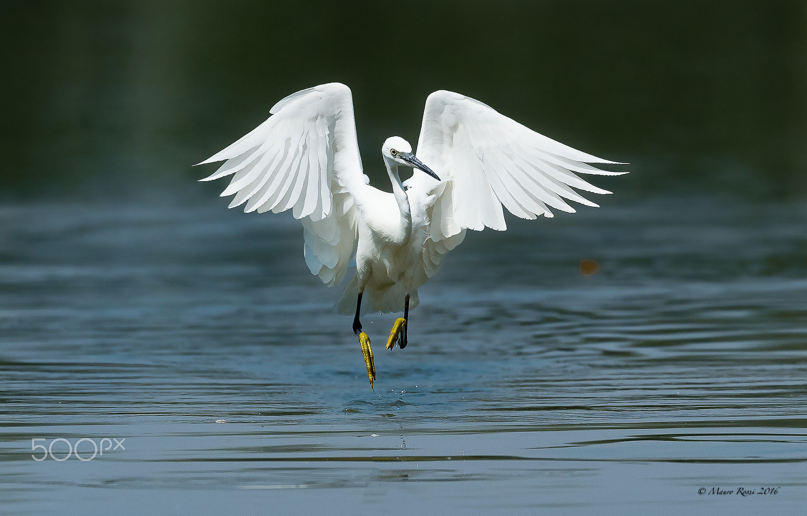Nikon AF-S Nikkor 500mm F4E FL ED VR sample photo. White angel (egretta garzetta). photography