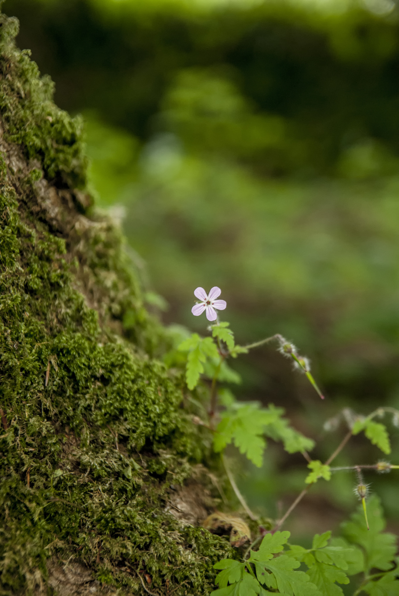 Nikon D60 sample photo. Solitary pink flower photography