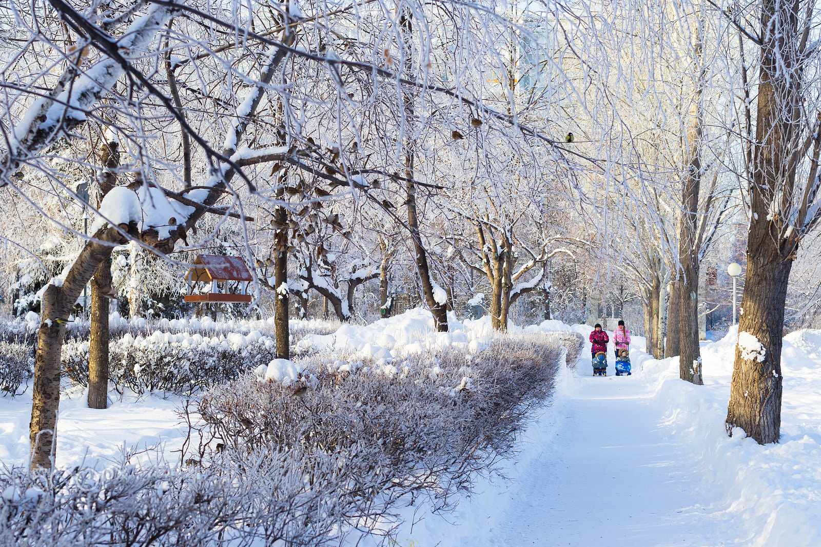 Canon EOS-1D Mark IV sample photo. Russian winter. frost and sun, frost and snow drif photography