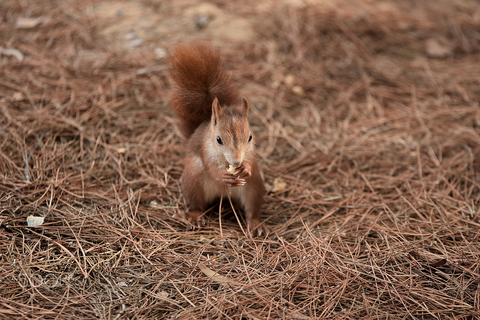 Tamron SP 70-200mm F2.8 Di VC USD sample photo. Chipmunk photography