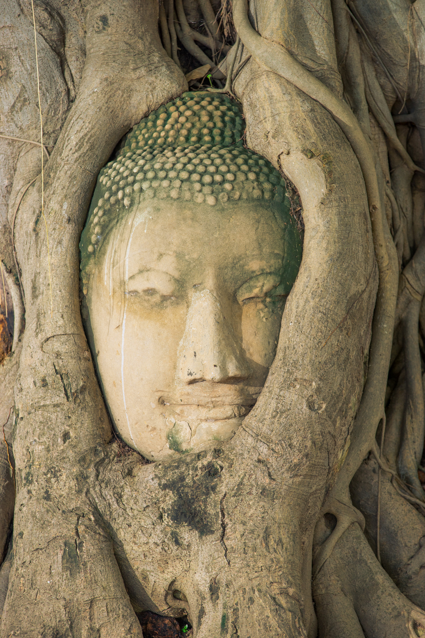 Sony a7 II sample photo. Buddha head looking off to the side embed in tree photography