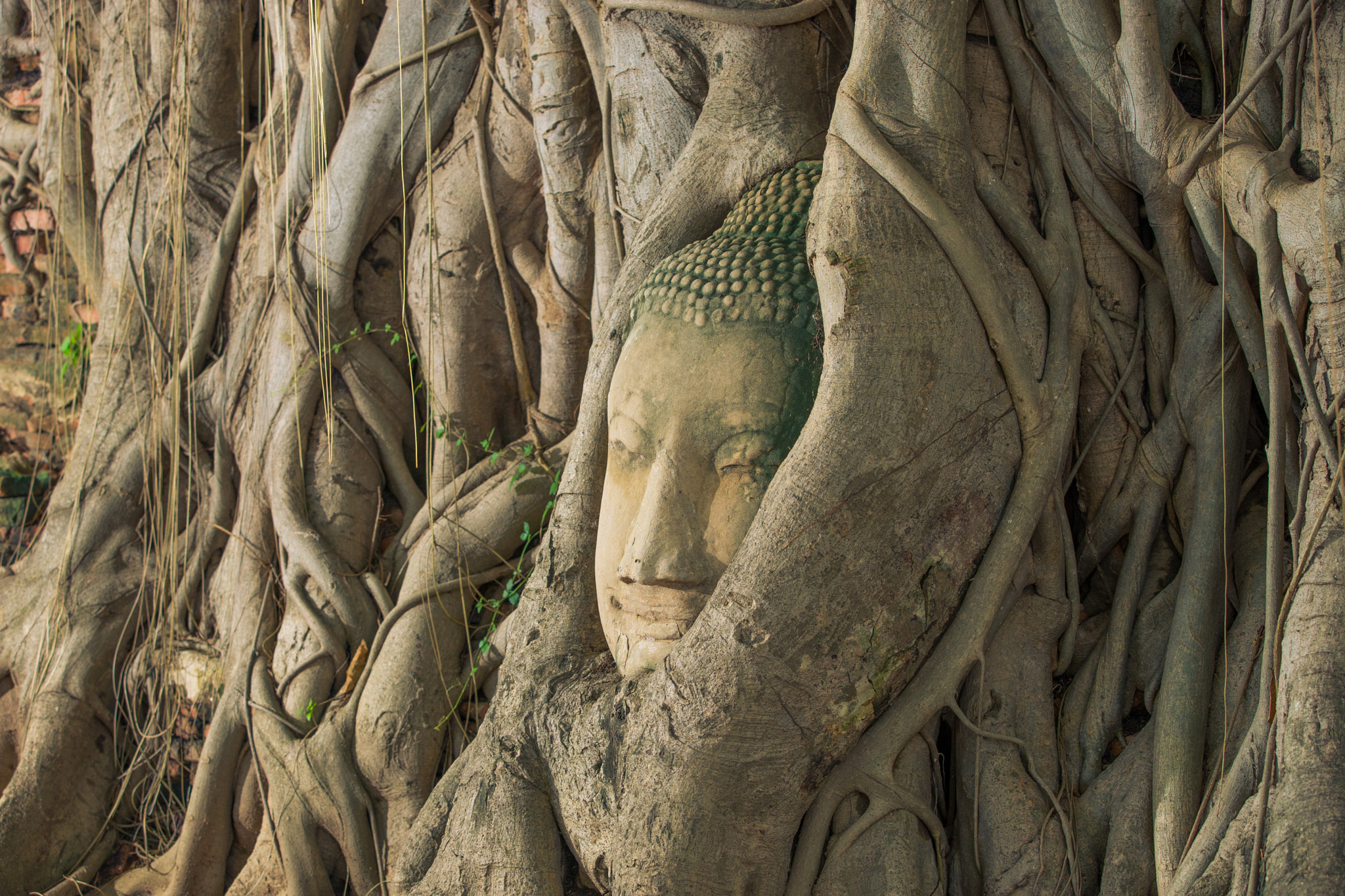 Sony a7 II + Canon EF 70-200mm F2.8L IS II USM sample photo. Buddha head looking off to the side embed in tree photography