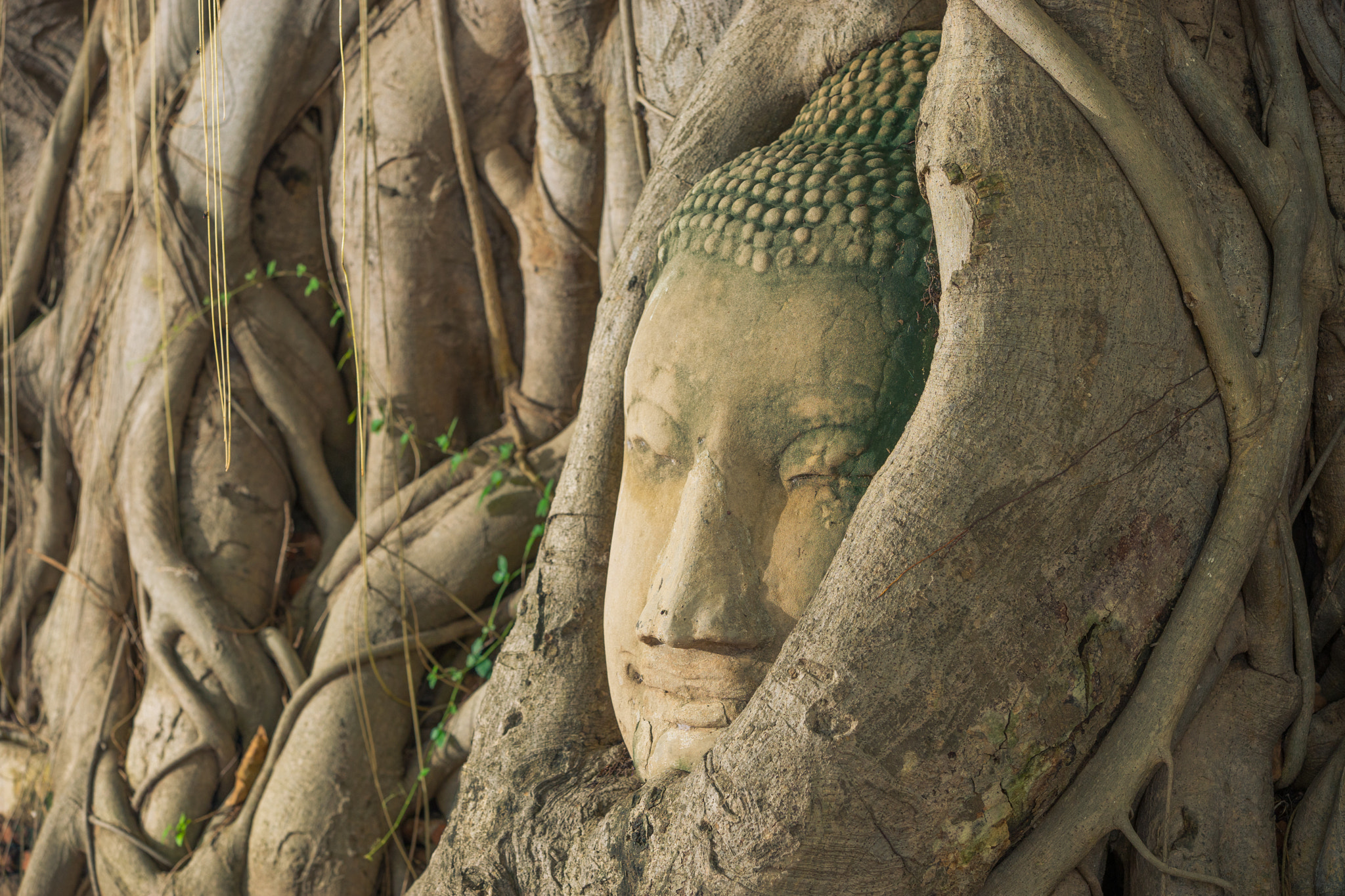 Sony a7 II sample photo. Buddha head looking off to the side embed in tree photography