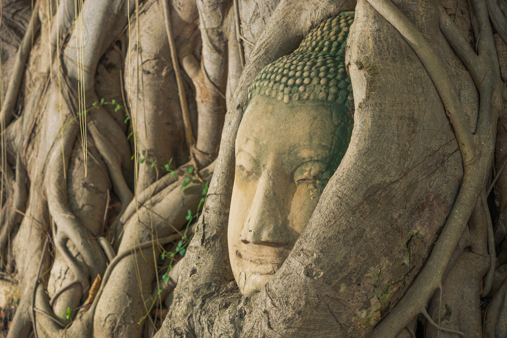 Canon EF 70-200mm F2.8L IS II USM sample photo. Buddha head looking off to the side embed in tree photography