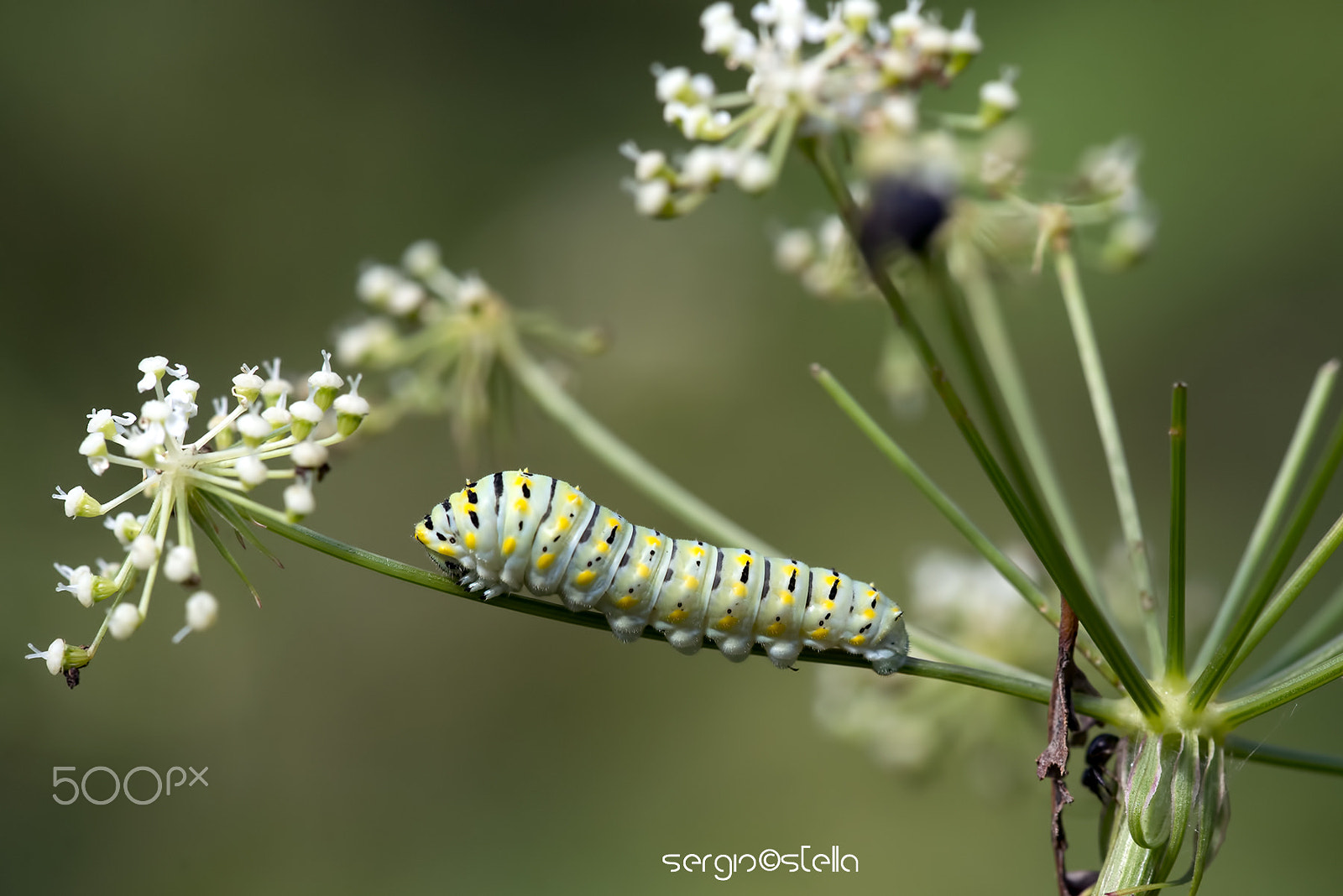 Sigma 150mm F2.8 EX DG Macro HSM sample photo. Baby_papilio machaon___ photography