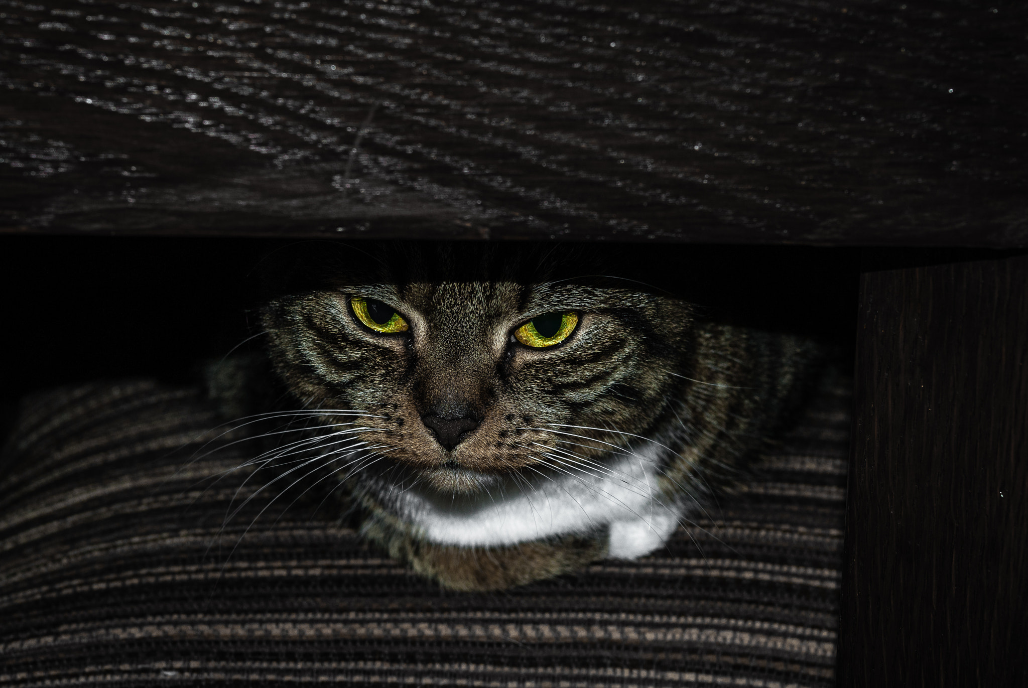 Nikon AF-S Micro-Nikkor 60mm F2.8G ED sample photo. I'm watching you... photography