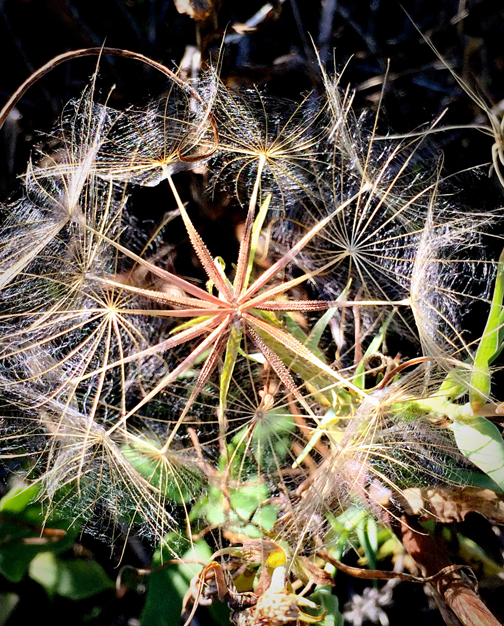 Apple iPhone7,2 sample photo. Dandelion wishes photography