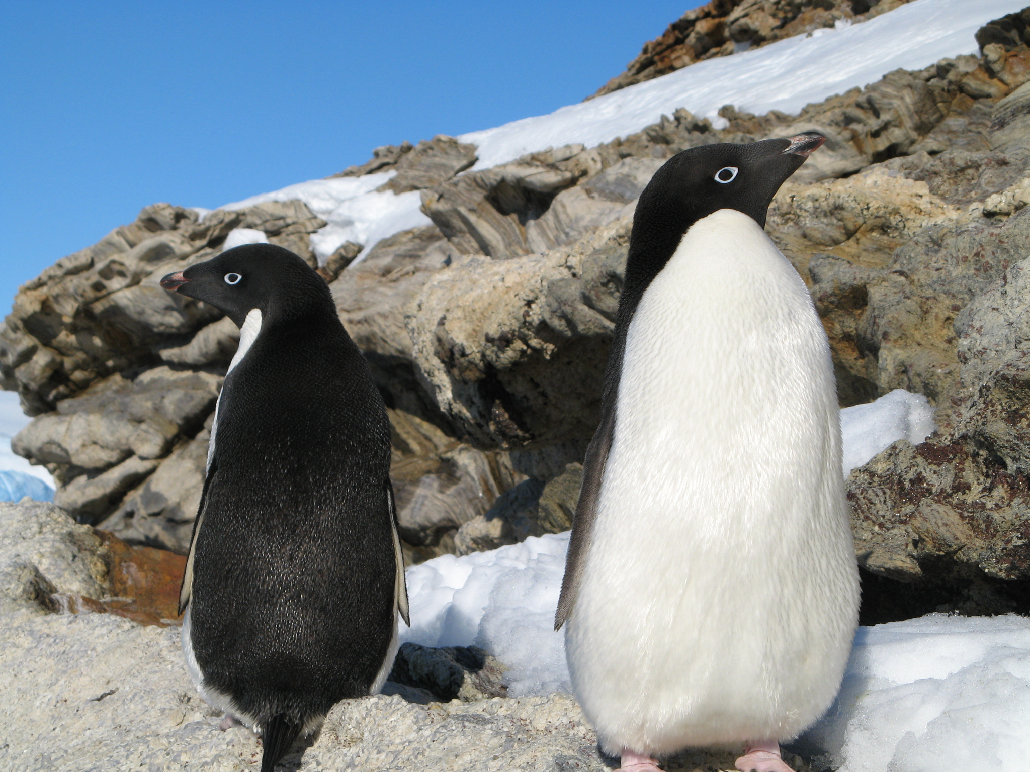 Canon POWERSHOT A710 IS sample photo. Real wild adélie penguins. photography