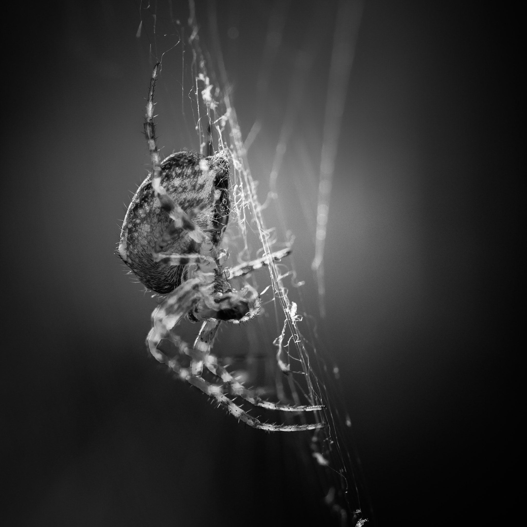 Canon EOS M3 + Canon EF 100mm F2.8L Macro IS USM sample photo. Araneus diadematus photography