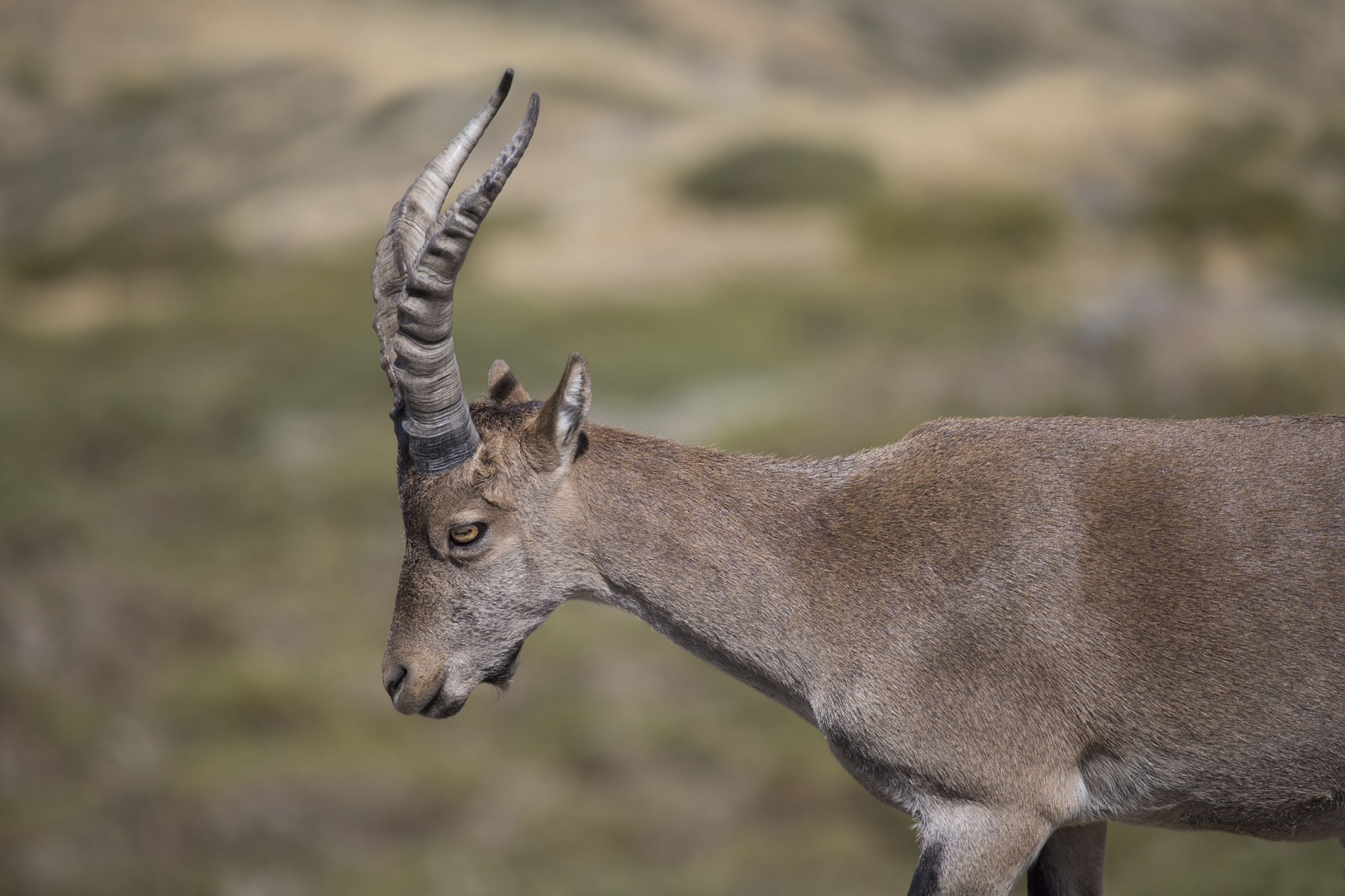 Canon EF 100-400mm F4.5-5.6L IS USM sample photo. Sierra de gredos, spain, wild western spanish ibex (capra pyrenaica victoriae). photography