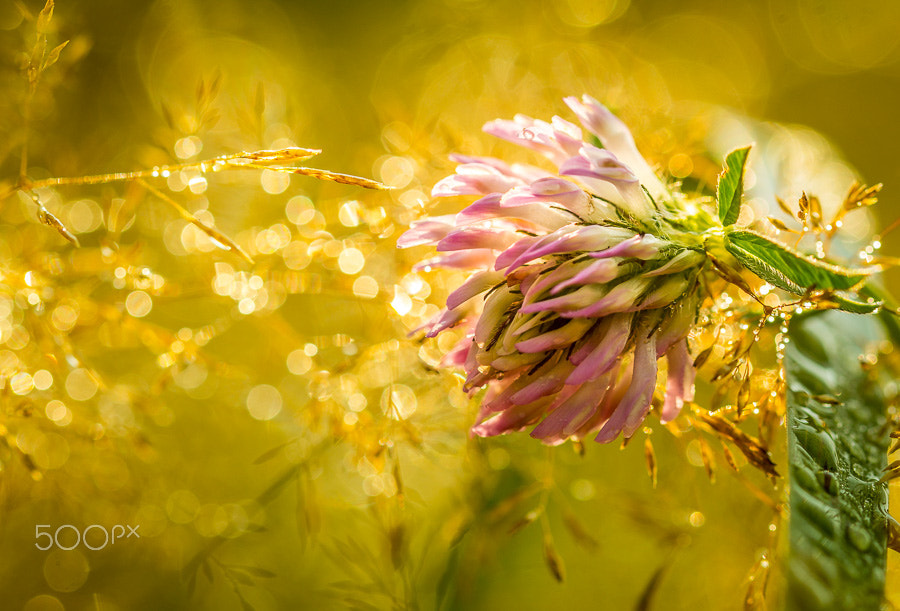 Canon EOS 60D + Canon EF 100mm F2.8L Macro IS USM sample photo. Light spray photography