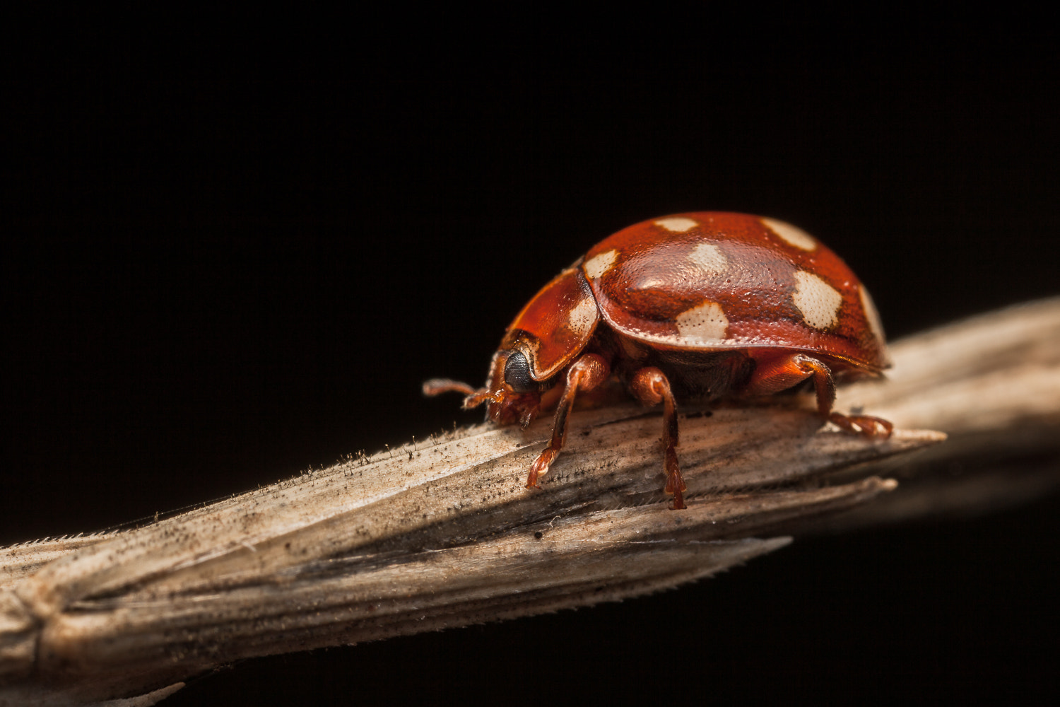 Canon EOS 5D Mark II + Canon MP-E 65mm F2.5 1-5x Macro Photo sample photo. Cream-spot ladybird photography